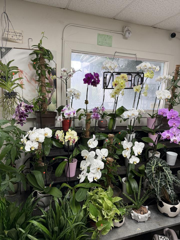 City Oasis Orchids & Bonsai, photo 3